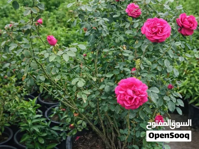 نبات داخلي