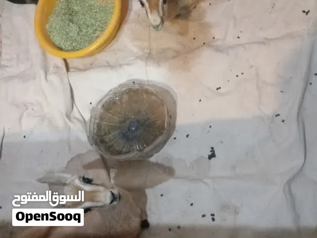 زوز ذكور غزال