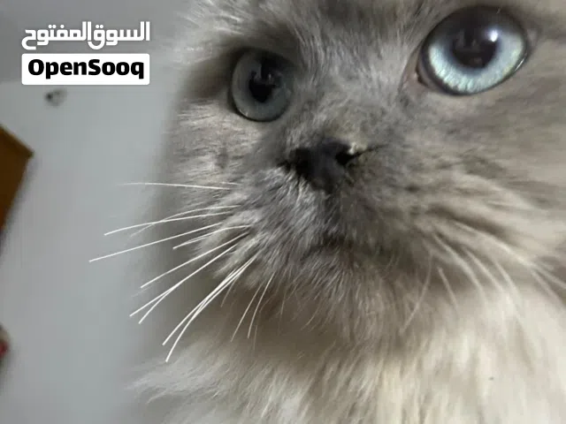 سكوتش فولد انثى للبيع