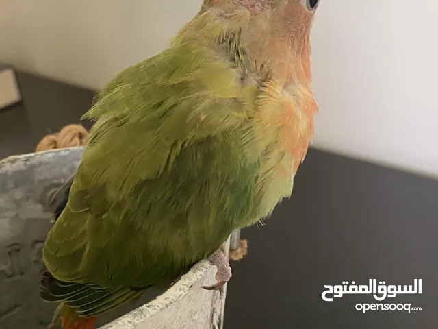 ببغاء روز قابل للبدل سكوتر كهرباء أو بلاستيشن 4/5