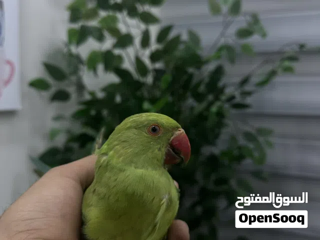 ببغاء دره هندي اليف جدا مع الاطفال والكبار  عنده قابليه على تعلم الكلام لعوب جدا