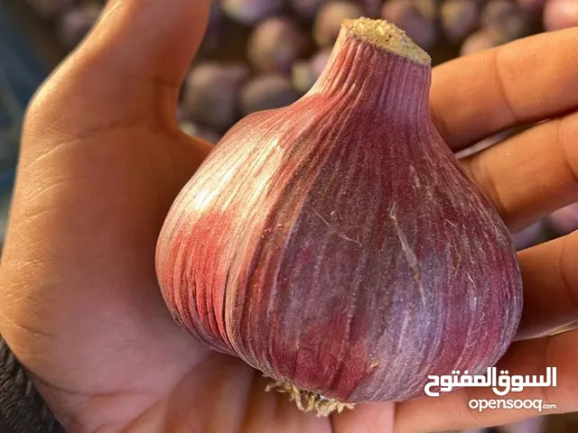 ثوم إنتاج الجبل الاخضر