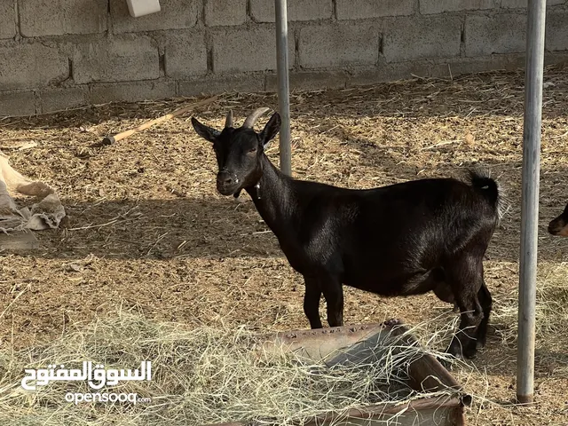 ماعز قزم العمر سنة و نصف