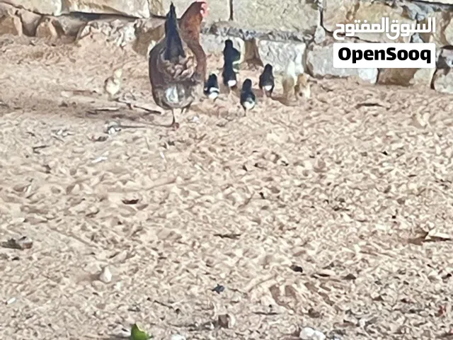 دجاجه للبيع