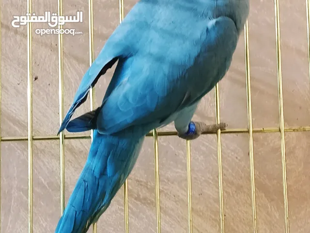 متاح للبيع نتاية ببغاء دره هندى بلو كوبلت كبيره شغاااله عشبن وبالضمان مستوى رائع