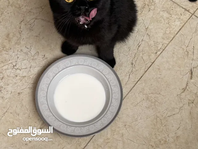 قطه من نوع سكوتش ب اللون الأسود الفصيله انثى مع كل مسلتزماتها