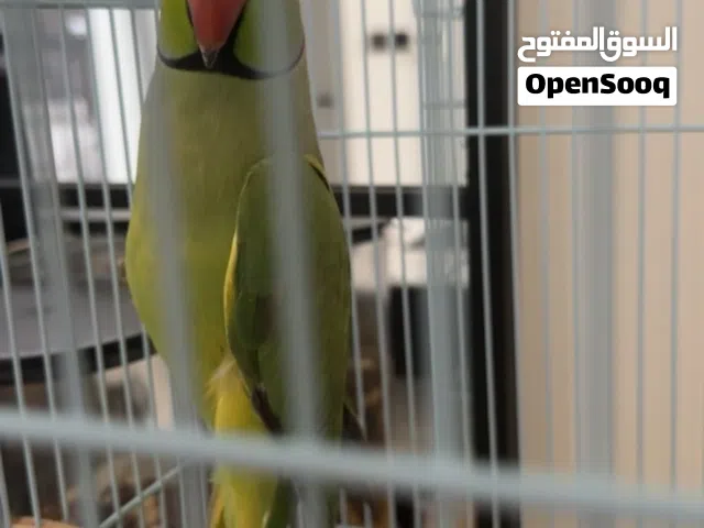 ذرة دكر متكلم