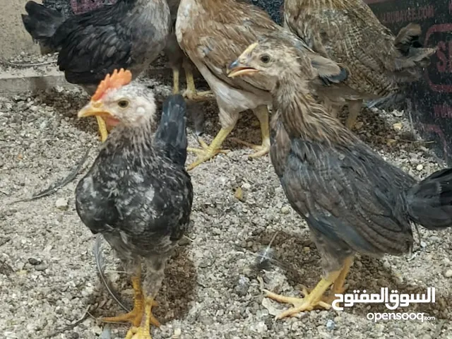 افراخ دجاج عرب الرس القديم الكويتي سيافي 4 ازواج 7 دجاجات وديج واحد اعمارهن شهرين ماخذات كامل القاح