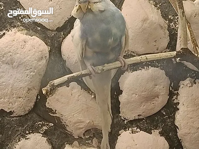 عصافير حب للبيع او بدل