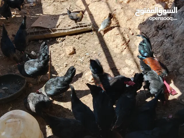 جاج بياض للبيع
