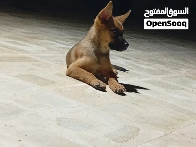 جرو صغير ناشط