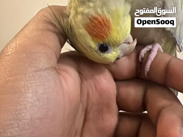 cockatiel tamed 1 year old
