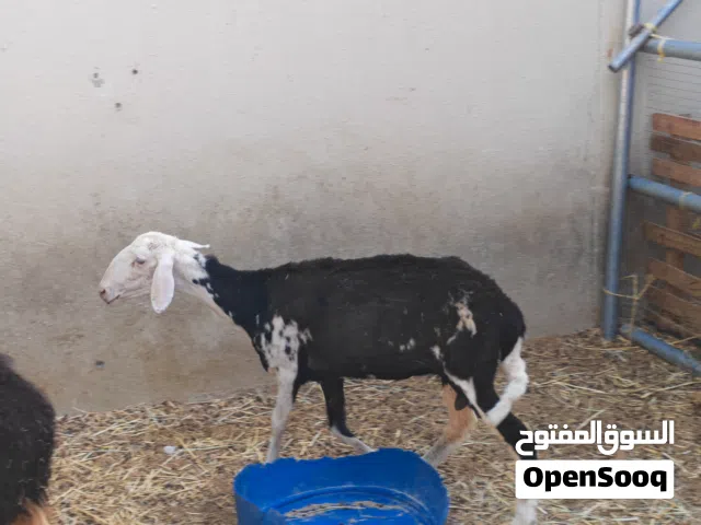 جعد الامور طيبه 100