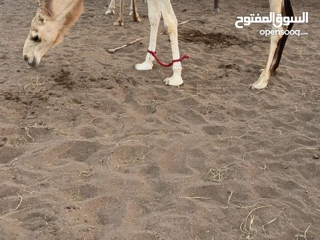 ناقة للبيع