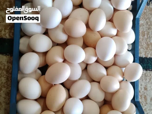يوجد بيض عماني