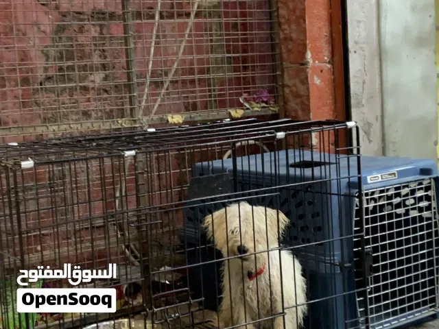 كلب فرنسي للبيع مع كامل اغراضو