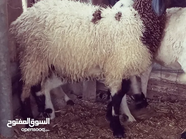 خروف عيد لاقوة اللة باللة ميزان تقيل
