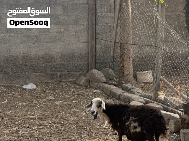 جاعده وكبش للبيع 160