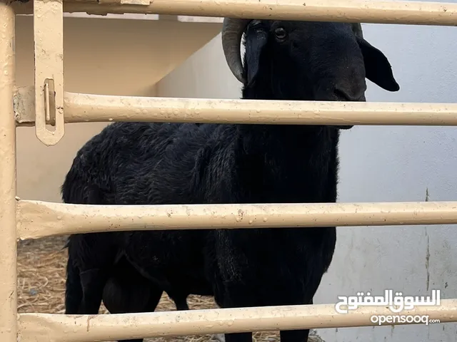 كبش تهجين نعيمي