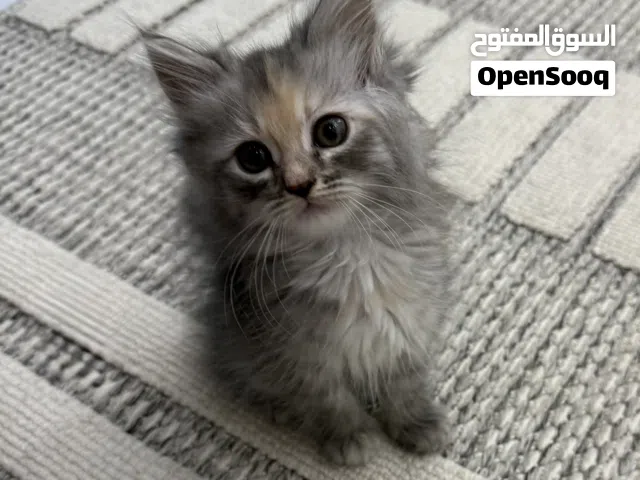 قطة شيرازية للبيع