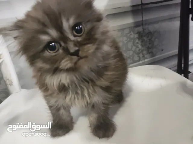 قطة باندا صغيره