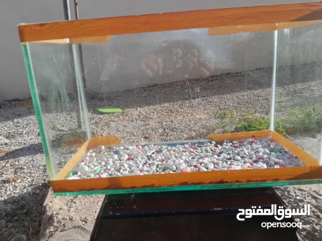 موجود حوض سمك مع الحجار