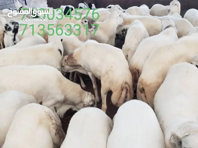 كباش مروعي معروف لدا الجميع