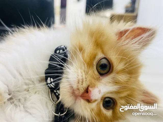 قطه للبيع النوع(برتش)