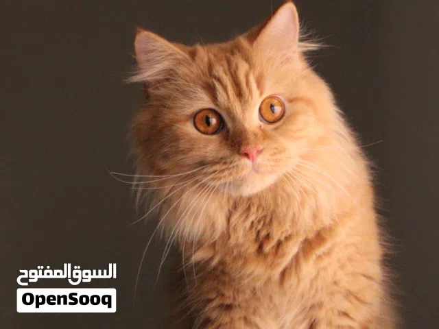 قط انثى بعمر 3 سنوات للبيع