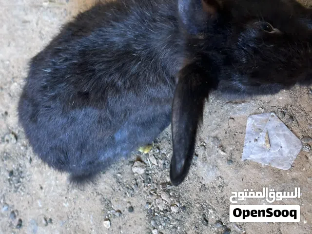 أرنب ربي يبارك