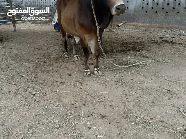 للبيع ثور مناطح اللي يريد حل تدريب مطلوب