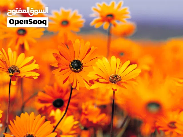 فرصه شقه للاريجار بموقع مميز بمدينه نصر