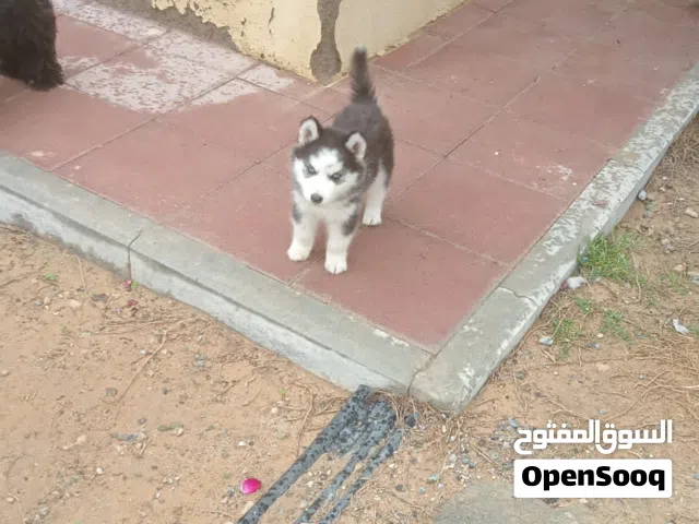 كلاب هاسكي