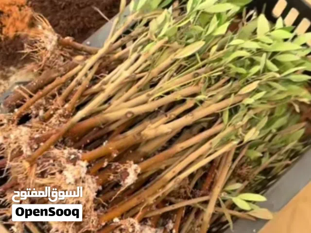 مشتل زيتون اعروق للبيع جمله