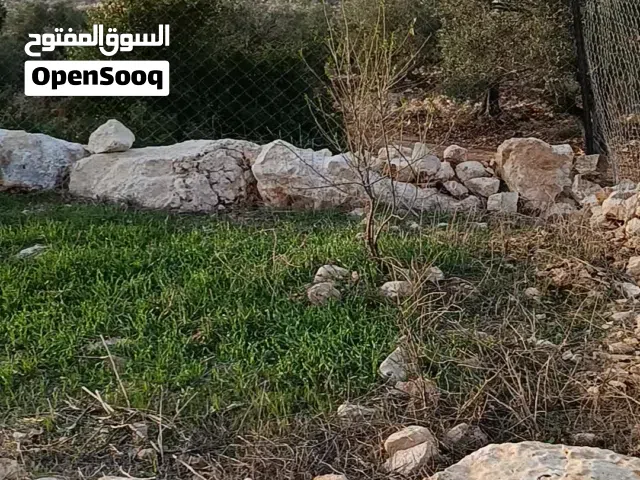 ارض نص دنم سي زراعي