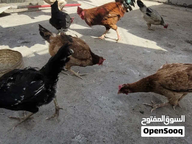 دجاج عرب للبيع