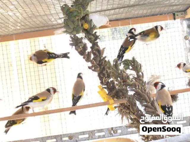 مطير حسون منتج أهالي فراخ بسعر مناسب