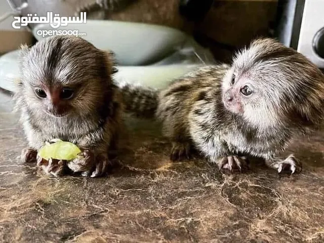 well trained marmoset
