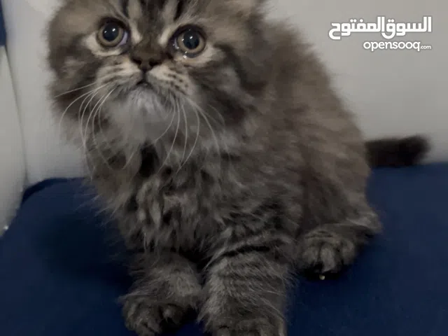 قط كيتين شيرازي مون فيس بيور  عمر شهرين مدرب .......