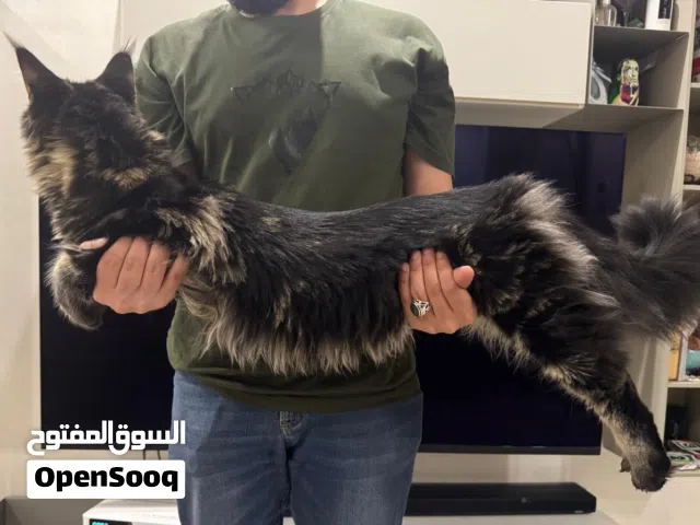 قطط ماين كون للبيع