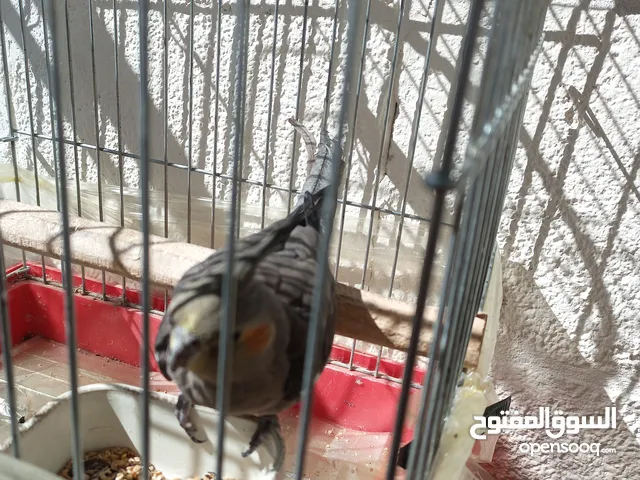 طائر كوكتيل أليف  للبيع