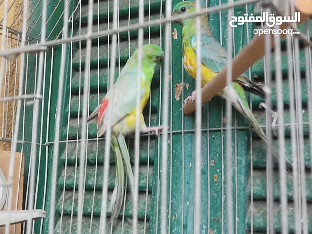 ذكرين ليدرام
