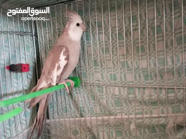 عصفور وايت فيس شغال