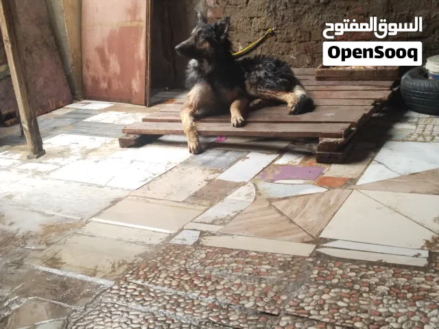 كلاب جيرمن مستوي كويس في شراسه و كلب ذكي جداا و بيحب صحبه و مطعم ديدان و حشرات و مفهوش جراض يعني من