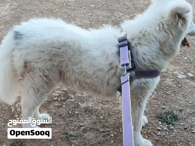 انثا سموايت للبيع عمر خمس شهور