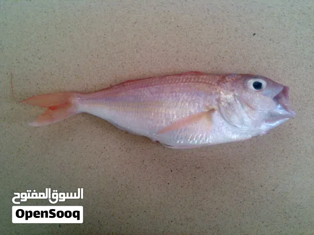 سمك العندق طازج واقل من سعر السوق