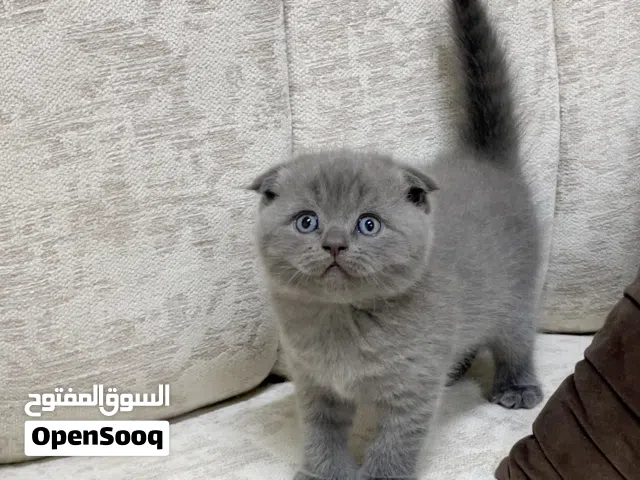 قطه سكوتش فولد