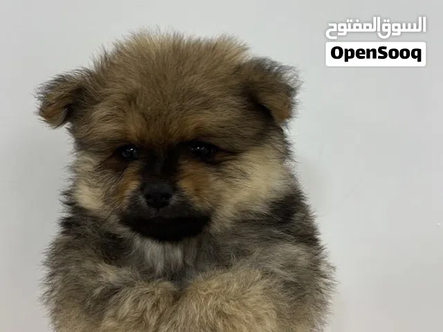بومارينين i