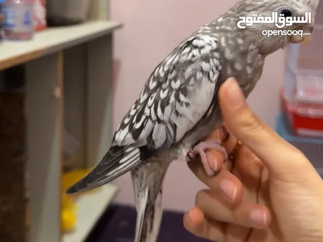 كروانات للبيع