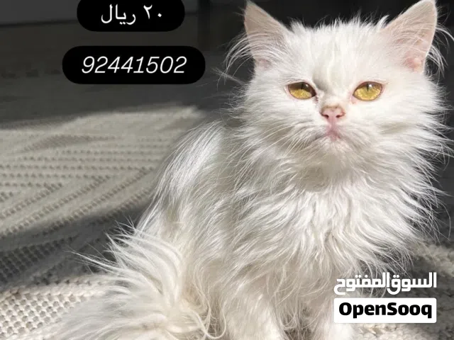 قطة انثى للبيع - Cat for sell